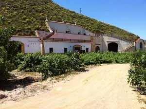 Bodega--Palenzuela