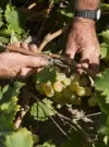 Excelente uva para la añada de Calvente Guindalera