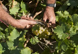 Excelente uva para la añada de Calvente Guindalera
