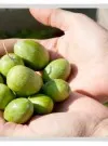 Aceituna de mesa, poder antioxidante