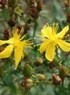 Taller gratuito sobre plantas medicinales