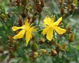 Taller gratuito sobre plantas medicinales